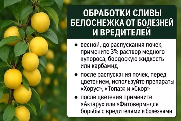 обработка Белоснежки от болезней и вредителей