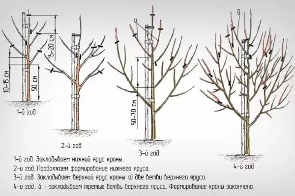 обрезка сливы Белоснежка