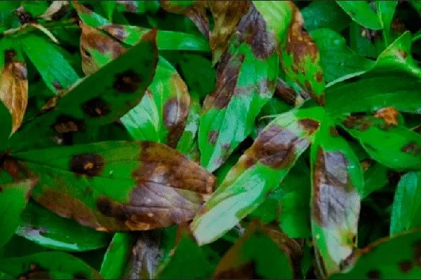 Кладоспориозом пиона Сонома Хало3