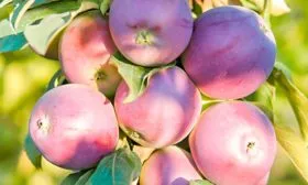 клоновидная яблоня Триумф6