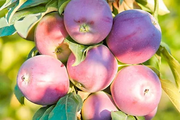 клоновидная яблоня Триумф6