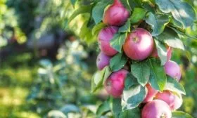 яблоня Джин