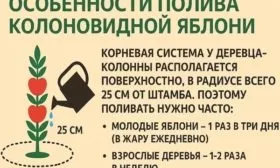 полив яблони Джин