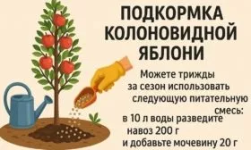 чем подкормить яблоню Джин