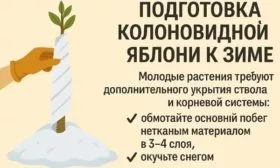 подготовка яблони Джин к зиме