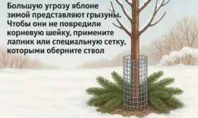 защита яблони Джин от грызунов
