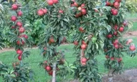 деревья сорта Джин