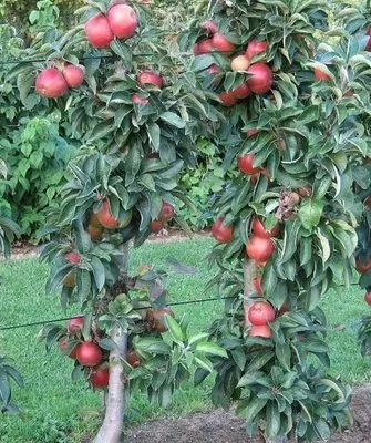 деревья сорта Джин