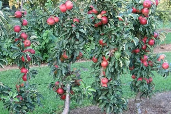 деревья сорта Джин