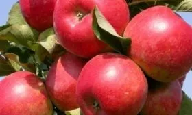 плоды сорта Джин