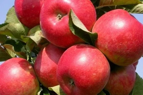 плоды сорта Джин