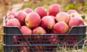 урожай яблок Джин