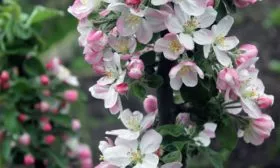 цветение яблони Джин