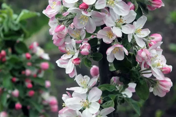 цветение яблони Джин