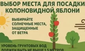 выбор места для посадки яблони Джин