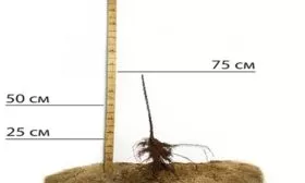 посадочный материал сорта Джин