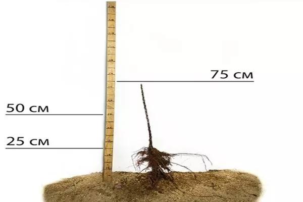 посадочный материал сорта Джин