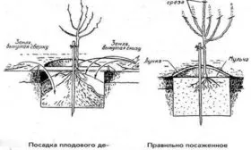 посадка саженца Джин
