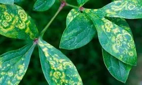 Кольцевая мозаика (Peony ringspot virus) пиона Топ Брасс7