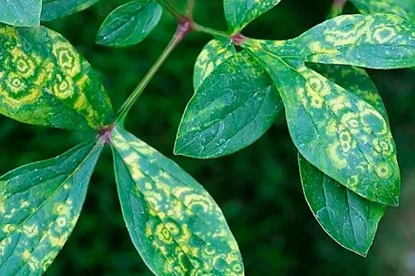 Кольцевая мозаика (Peony ringspot virus) пиона Топ Брасс7