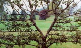 кордоны яблони Китайка Керр9