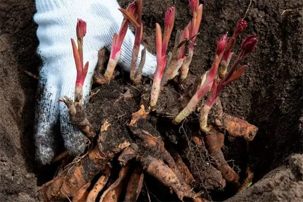 корень пиона пионов Макинак гранд5