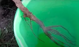 корни саженца опустите в воду груша Санреми4