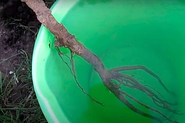 корни саженца опустите в воду груша Санреми4