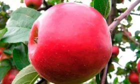krasnoe-rannee-1 яблони Красное раннее2