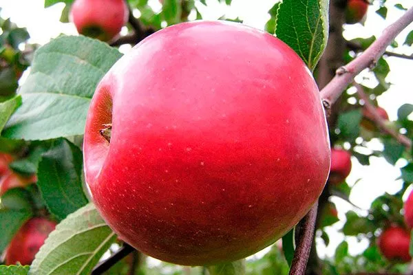 krasnoe-rannee-1 яблони Красное раннее2