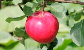 krasnoe-rannee-2 яблони Красное раннее3