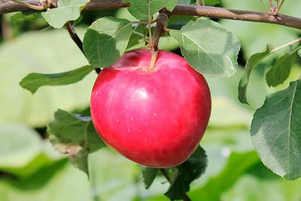 krasnoe-rannee-2 яблони Красное раннее3