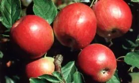 krasnoe-rannee-3 яблони Красное раннее4