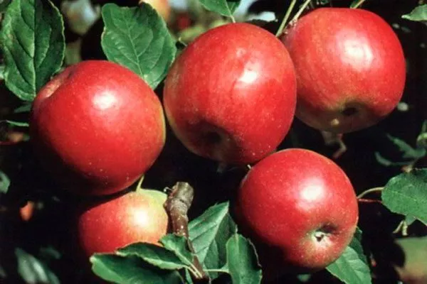 krasnoe-rannee-3 яблони Красное раннее4