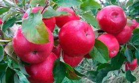 krasnoe-rannee-4 яблони Красное раннее5