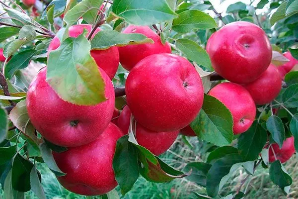 krasnoe-rannee-4 яблони Красное раннее5
