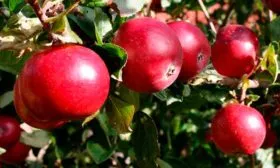 krasnoe-rannee яблони Красное раннее6