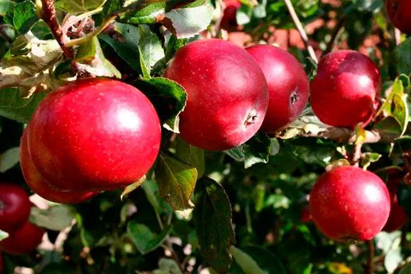 krasnoe-rannee яблони Красное раннее6