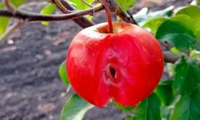 красномякртная яблони Эра7