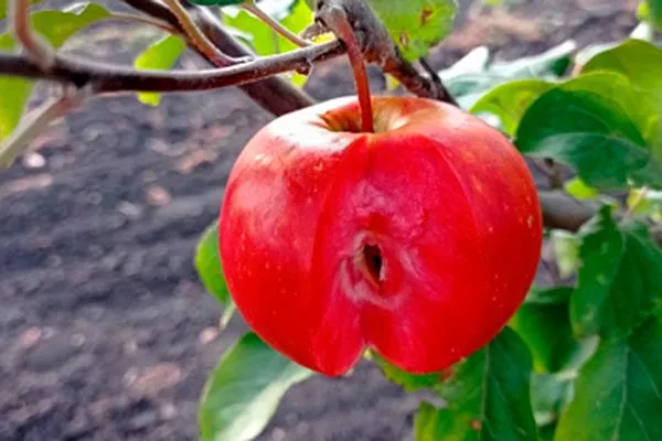 красномякртная яблони Эра7