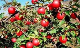 кроваво-красный яблони Апорт10