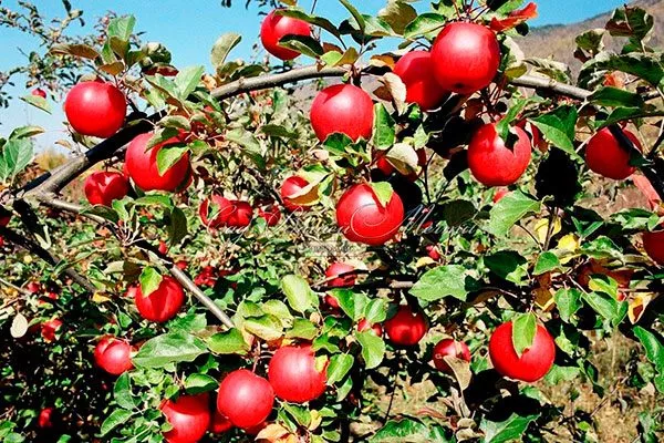 кроваво-красный яблони Апорт10