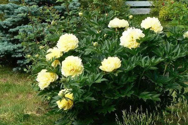 куст 1 пиона Сонома Хало4