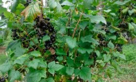 куст деликатес