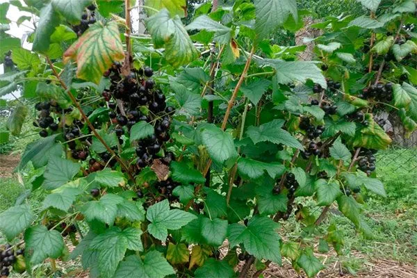 куст деликатес