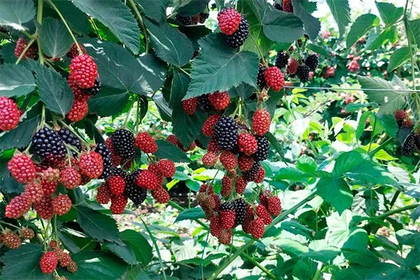 куст ежевики сорта Вождь Джозеф3