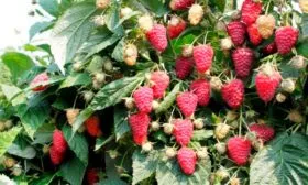 куст малины Малиновая гряда6