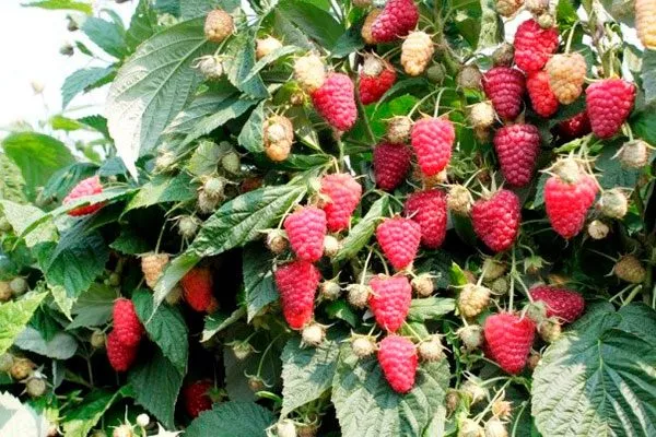 куст малины Малиновая гряда6