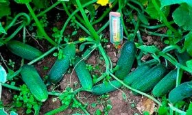 куст описание огурцов Диригент51