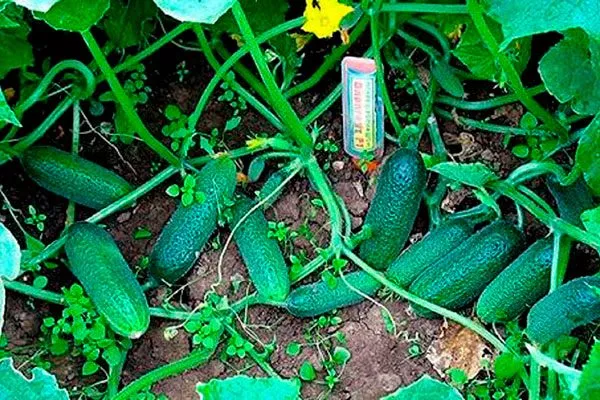 куст описание огурцов Диригент51